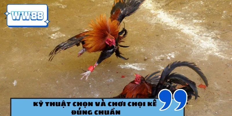 Kỹ thuật chọn và chơi chọi kê đúng chuẩn